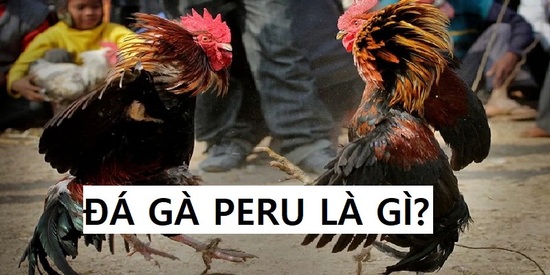 Đá gà Peru là thể loại giải trí đầy tính hấp dẫn và gây cấn