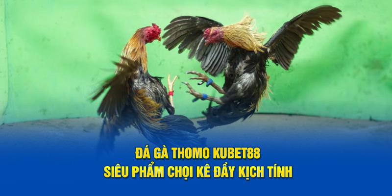 đá gà thomo kubet88